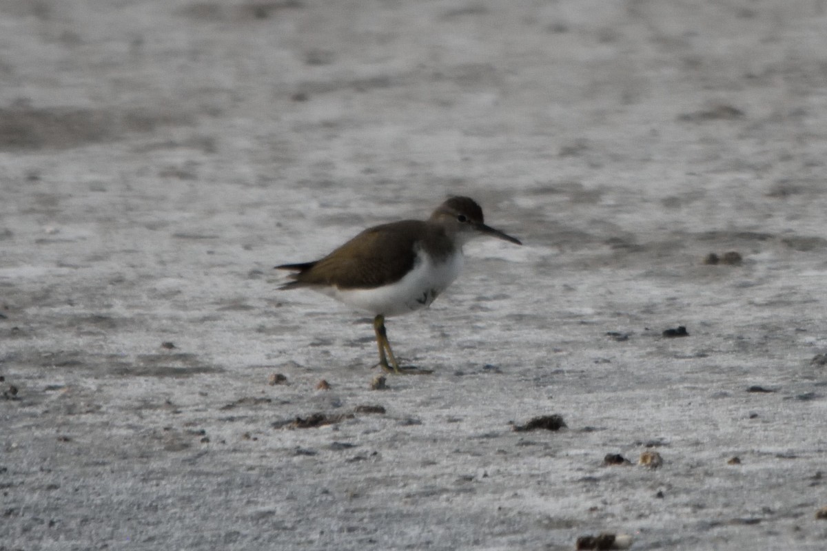 Spotted Sandpiper - ML262523111