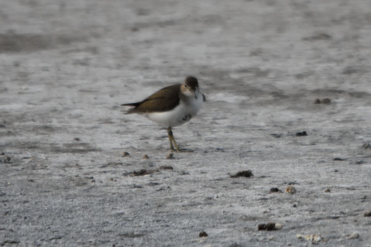 Spotted Sandpiper - ML262523121