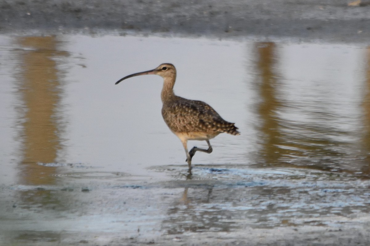 Hudsonian Whimbrel - ML262523301