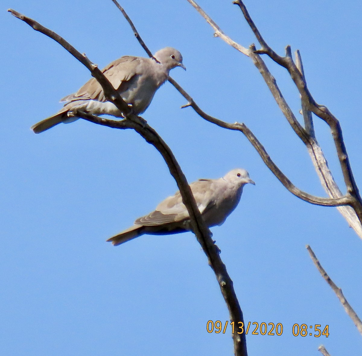 Eurasian Collared-Dove - ML262523811