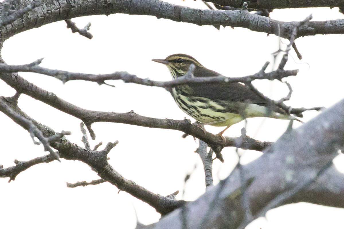 Northern Waterthrush - ML262523921