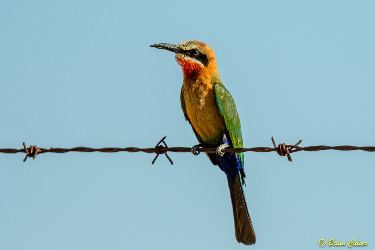 White-fronted Bee-eater - ML262524161