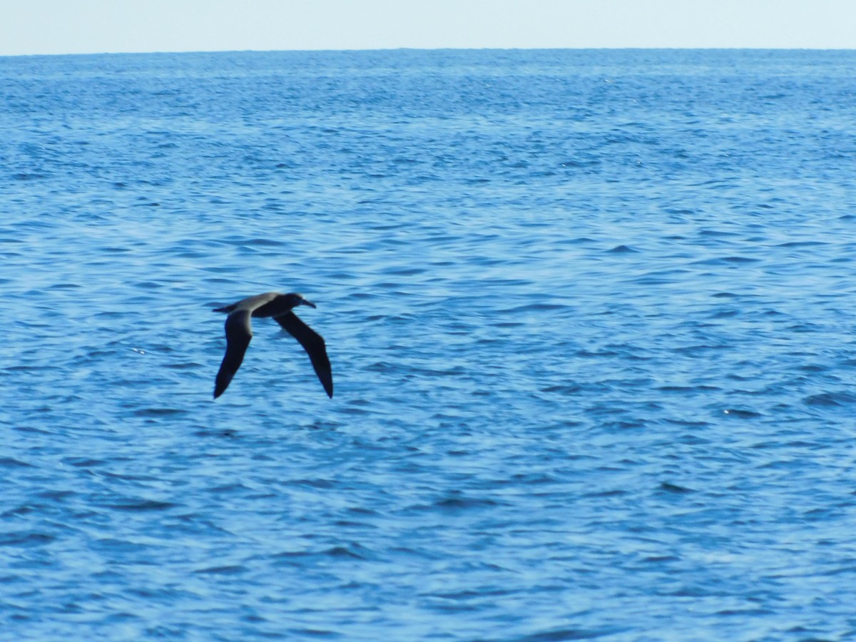 Albatros à pieds noirs - ML262527061