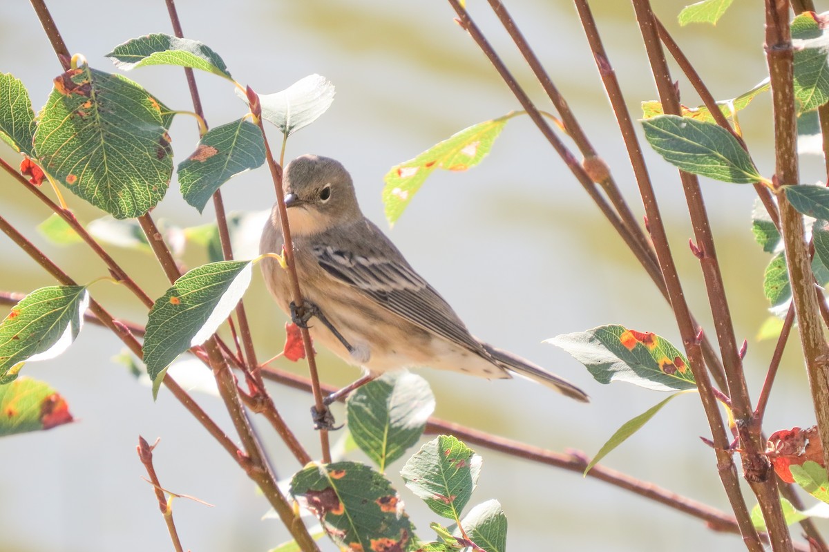 Yellow-rumped Warbler - ML262528681