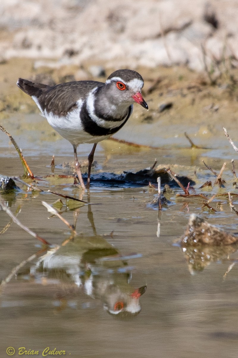 Three-banded Plover - ML262531001