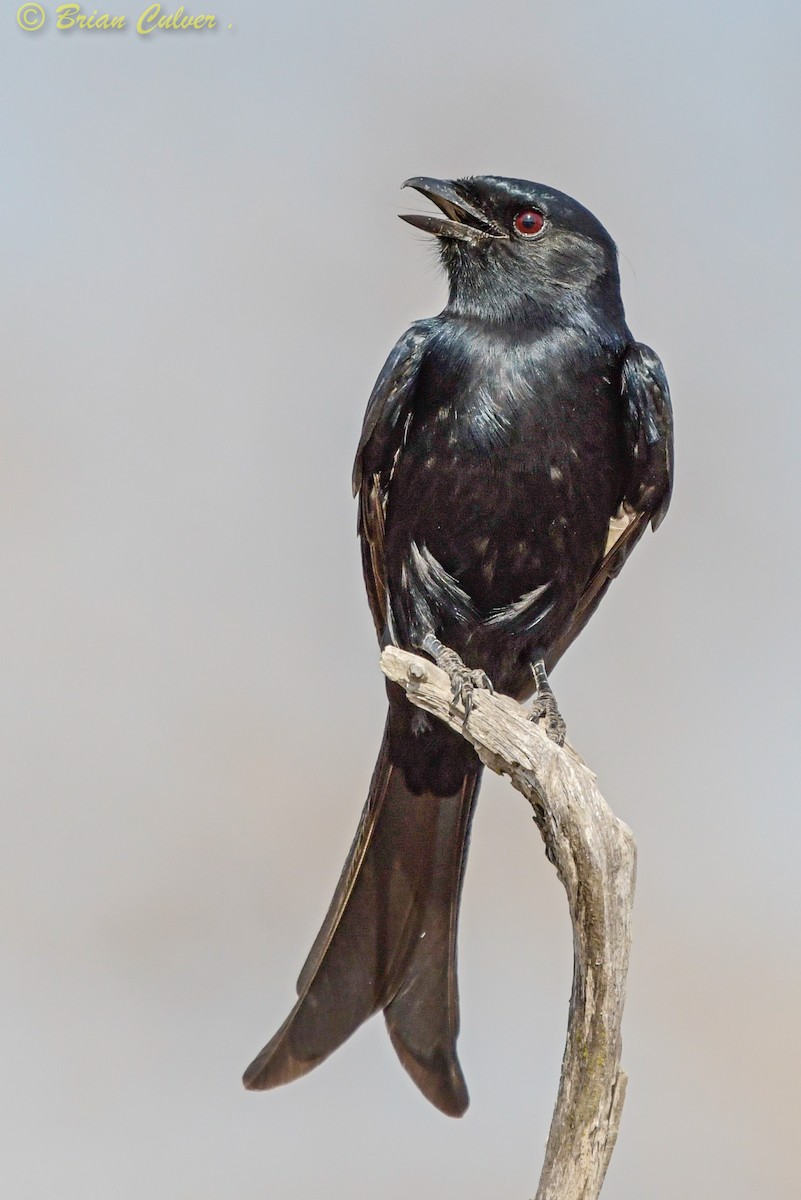 Fork-tailed Drongo - ML262533471