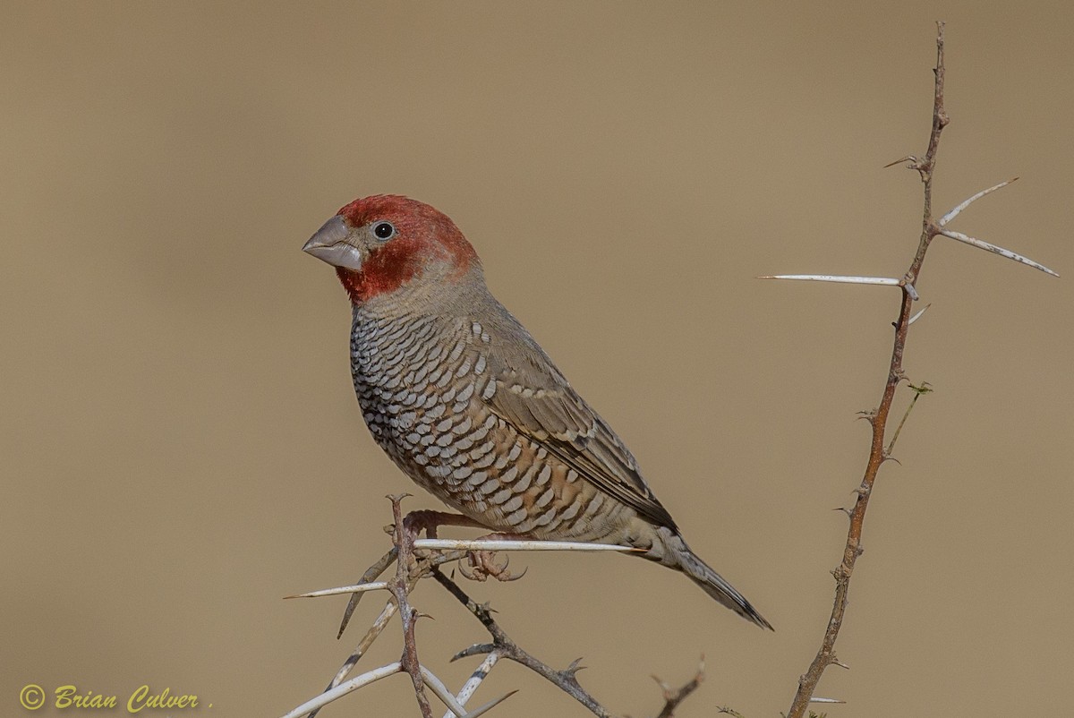 Red-headed Finch - ML262534541