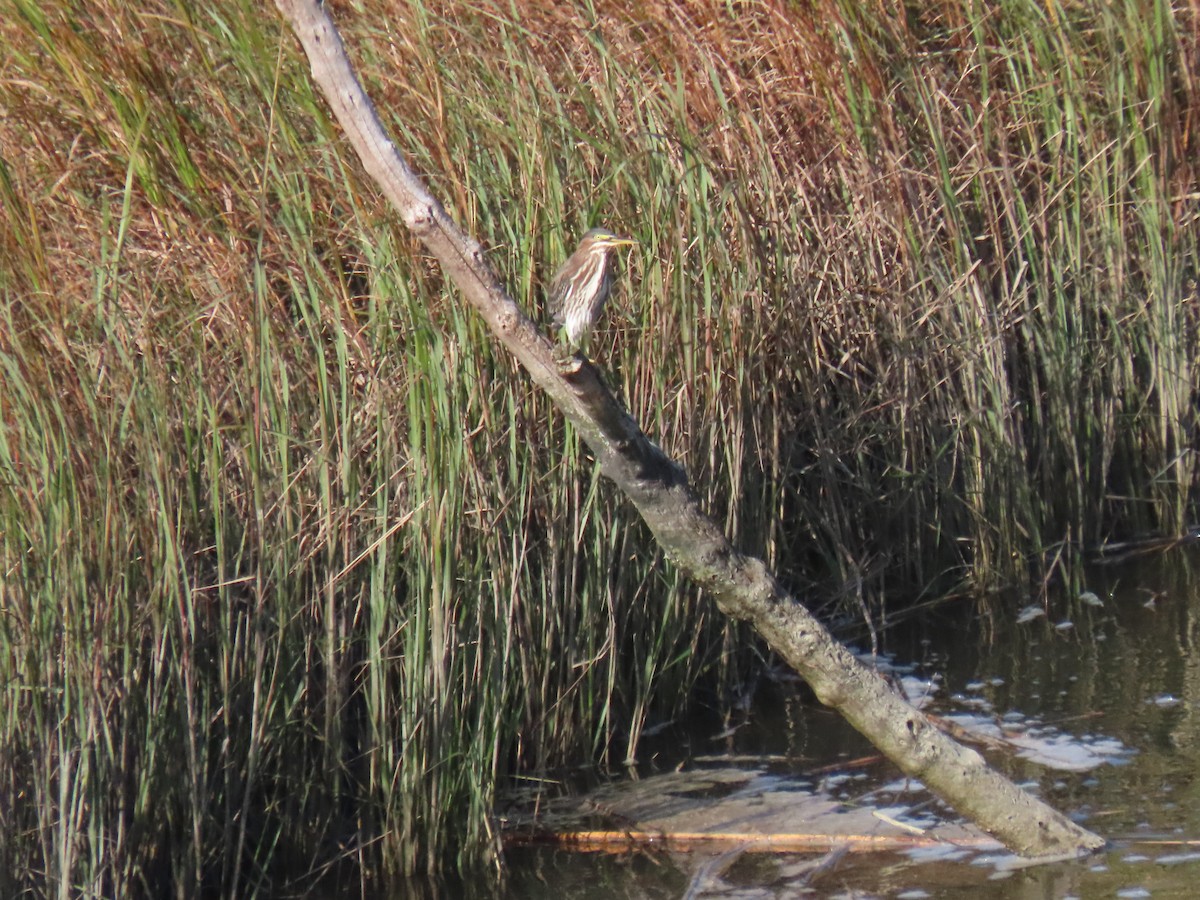 Green Heron - ML262535231