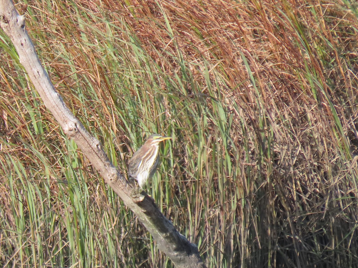 Green Heron - Carol & Gary Lemmon