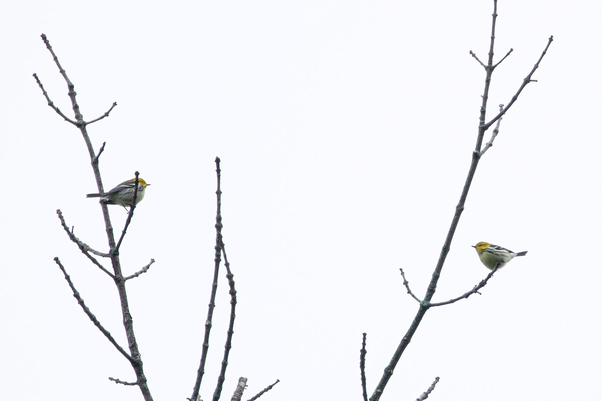 Black-throated Green Warbler - ML262535721