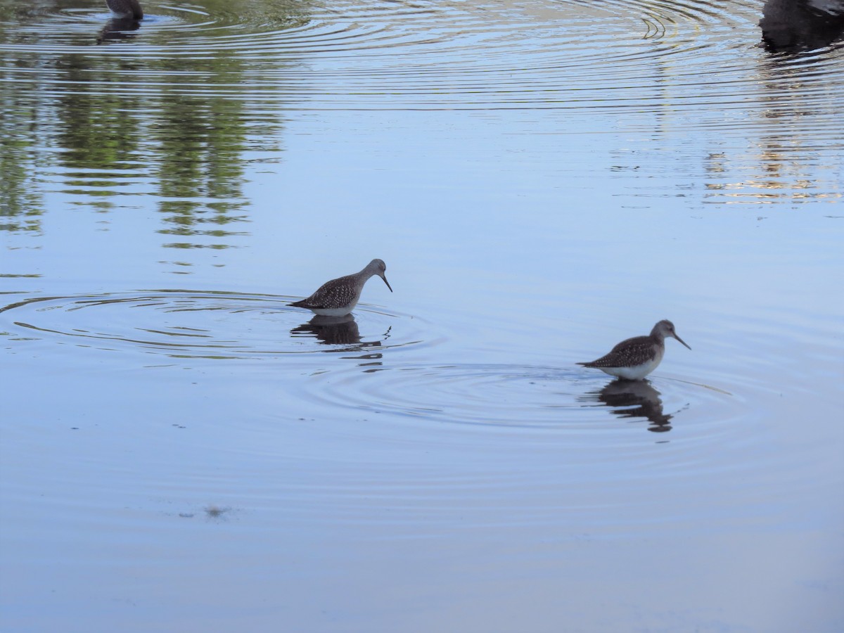 Greater Yellowlegs - Lillian Lugo