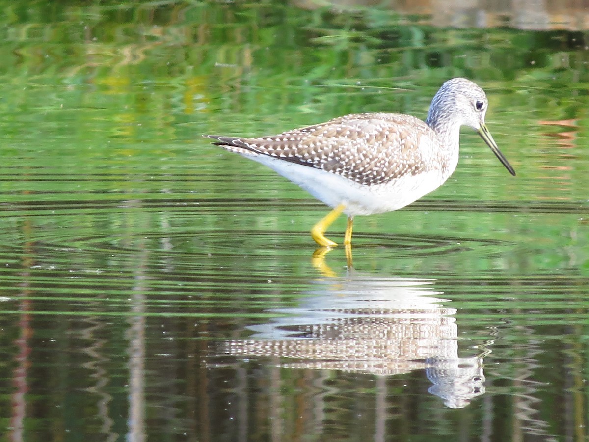 Greater Yellowlegs - Lillian Lugo