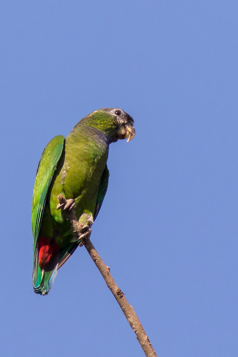 Папуга-червоногуз зеленощокий - ML262536361