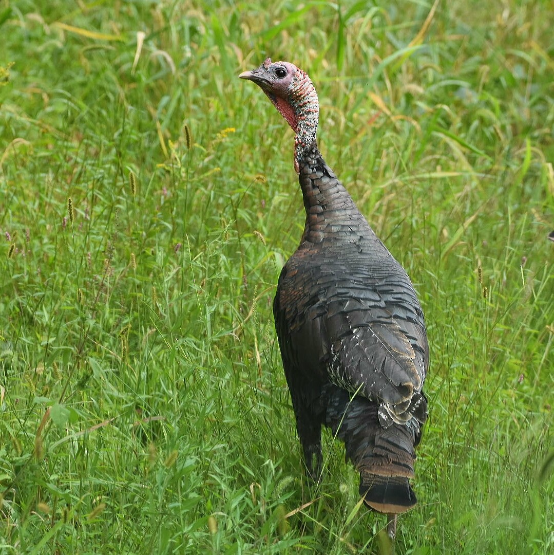 Wild Turkey - ML262537031