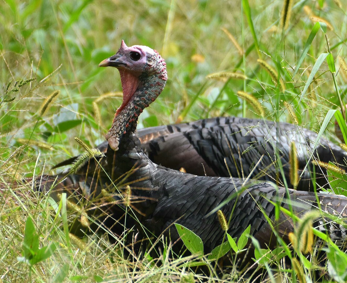 Wild Turkey - ML262537211