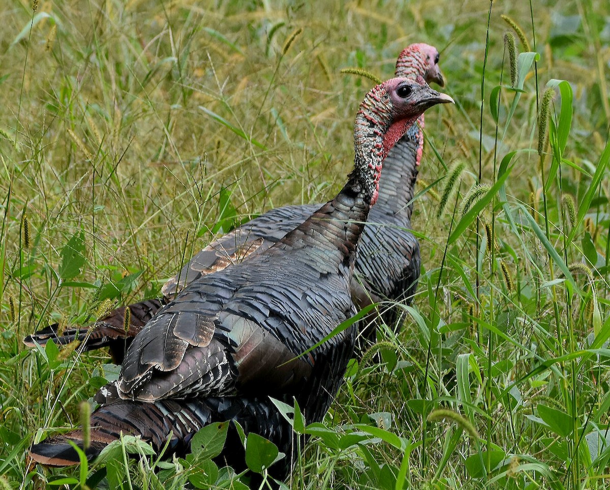 Wild Turkey - ML262537721