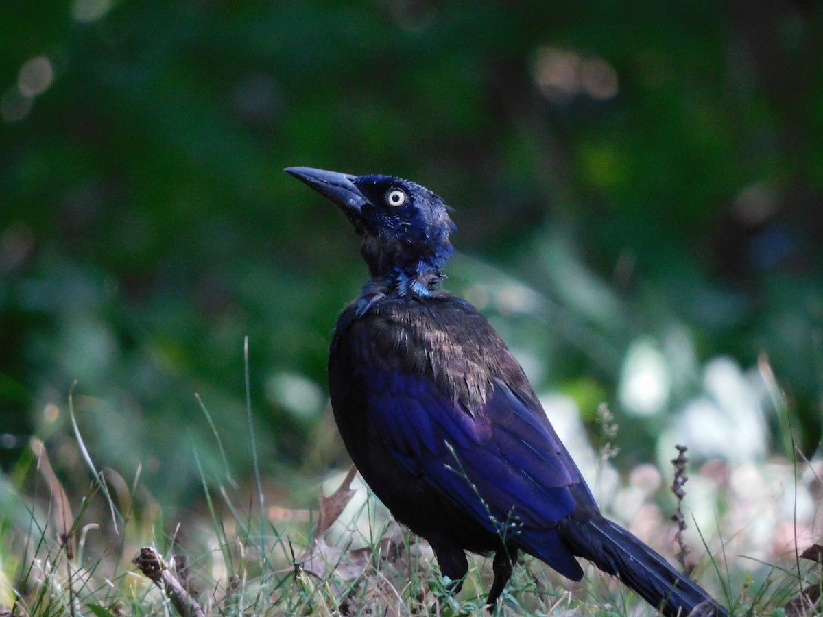 Common Grackle - ML262538341