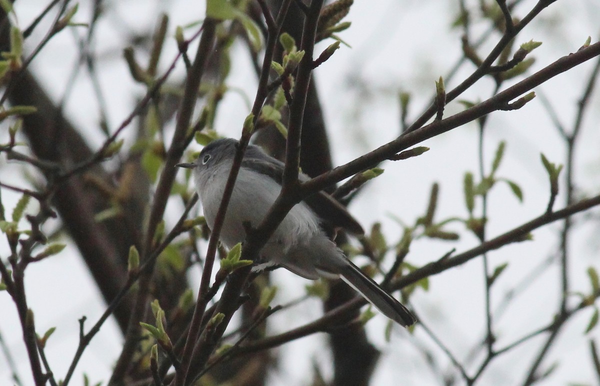 Blue-gray Gnatcatcher - Mary Coker