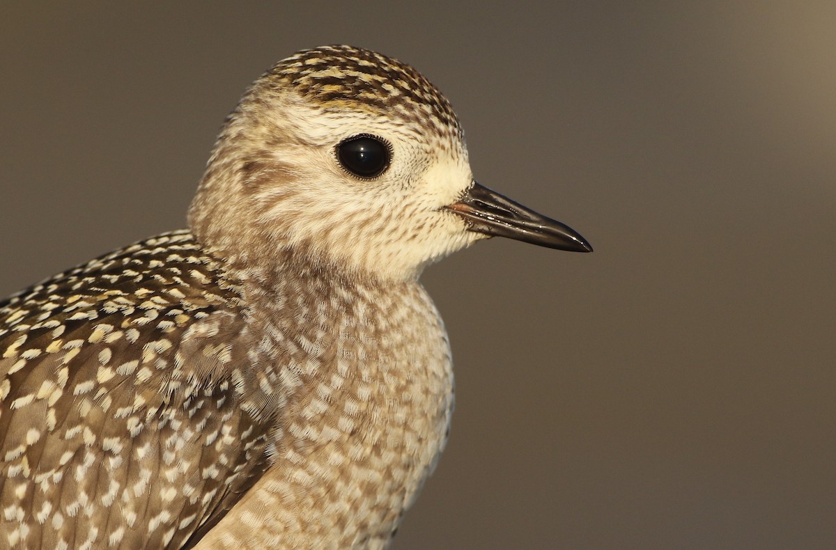 American Golden-Plover - ML262539751