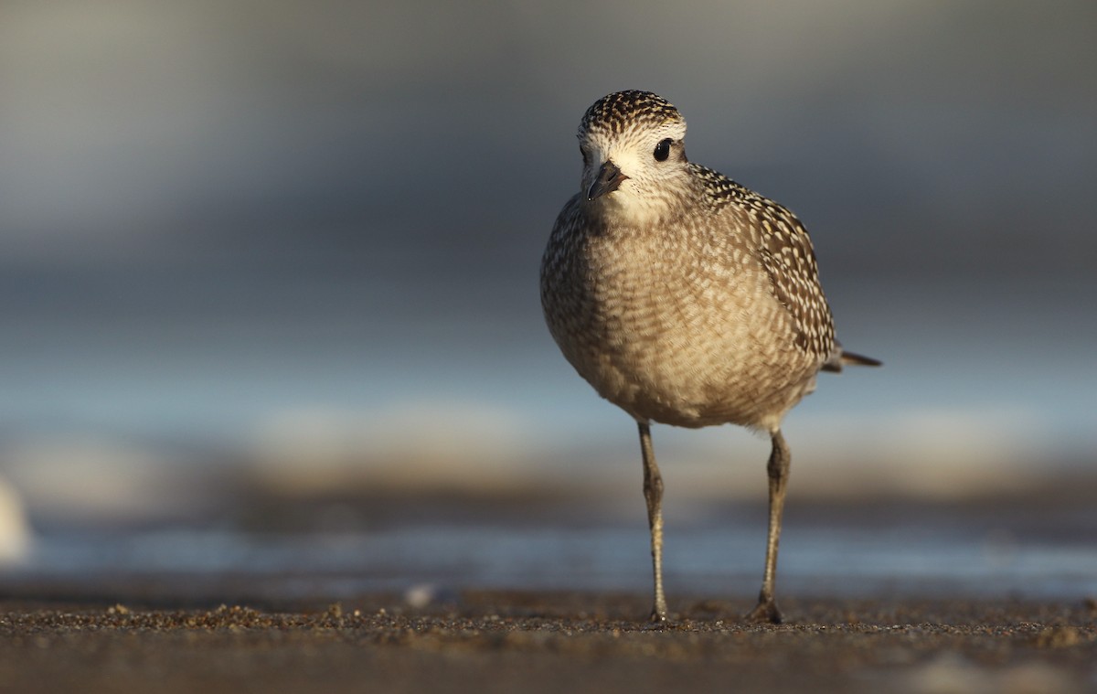 American Golden-Plover - Luke Seitz