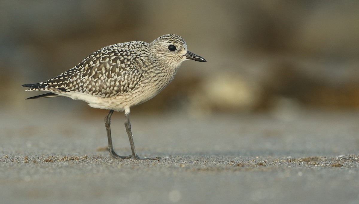 Black-bellied Plover - ML262539871