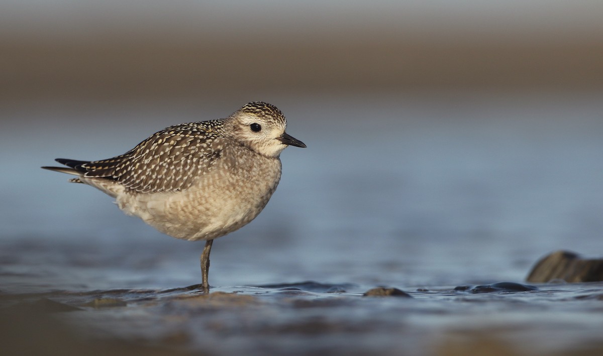 American Golden-Plover - ML262539941