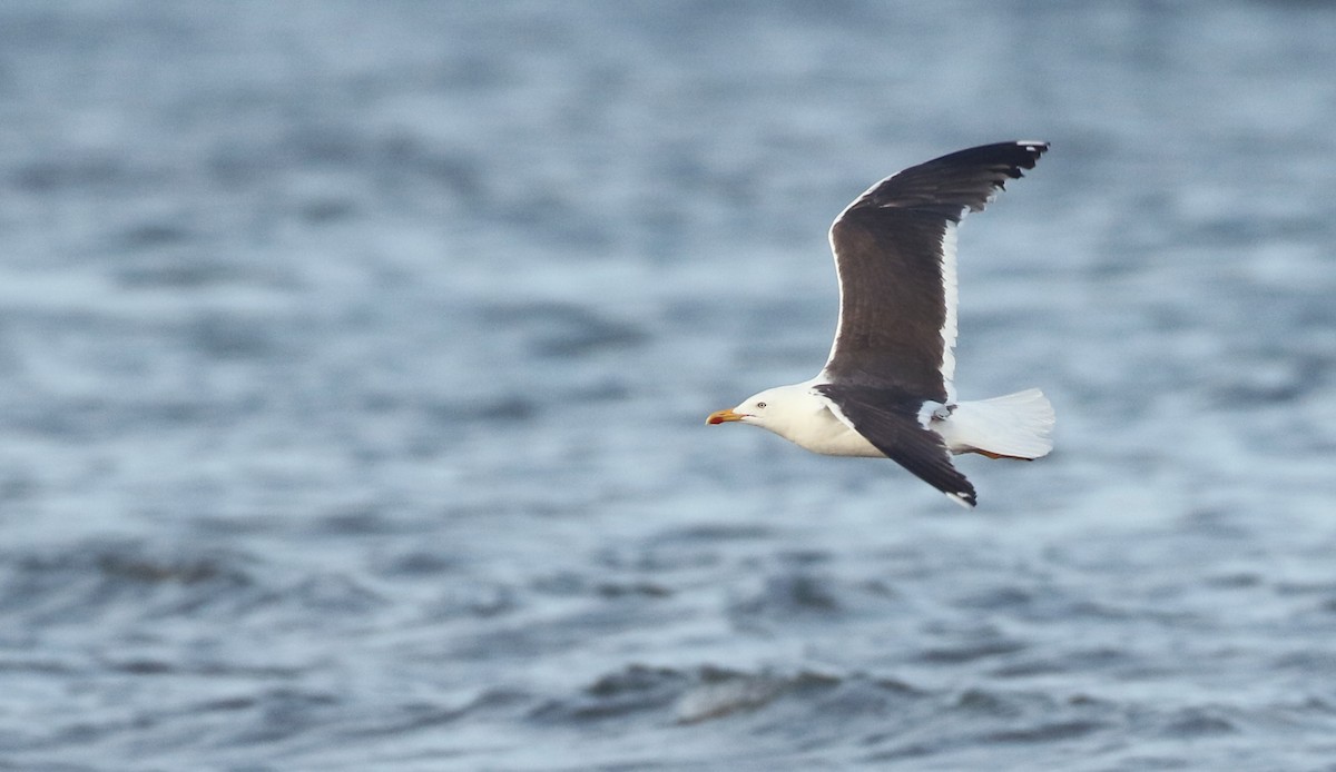 Lesser Black-backed Gull - ML262539971