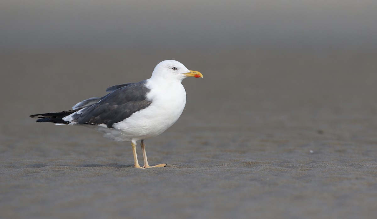 Lesser Black-backed Gull - ML262540001