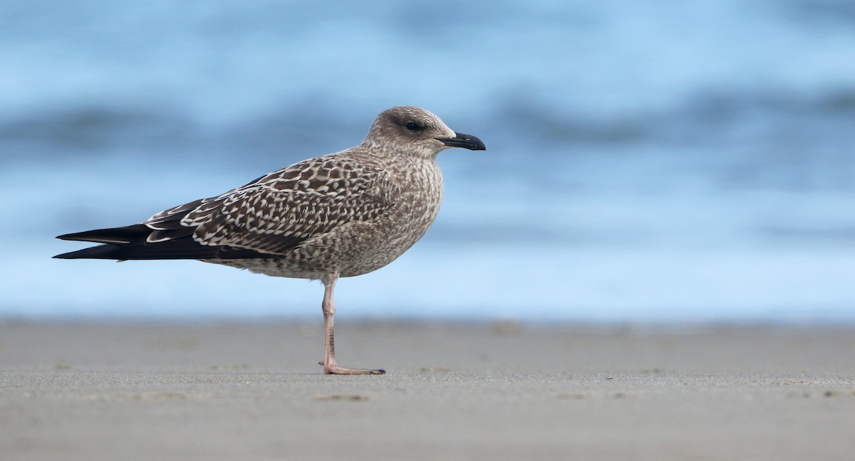 Lesser Black-backed Gull - Luke Seitz