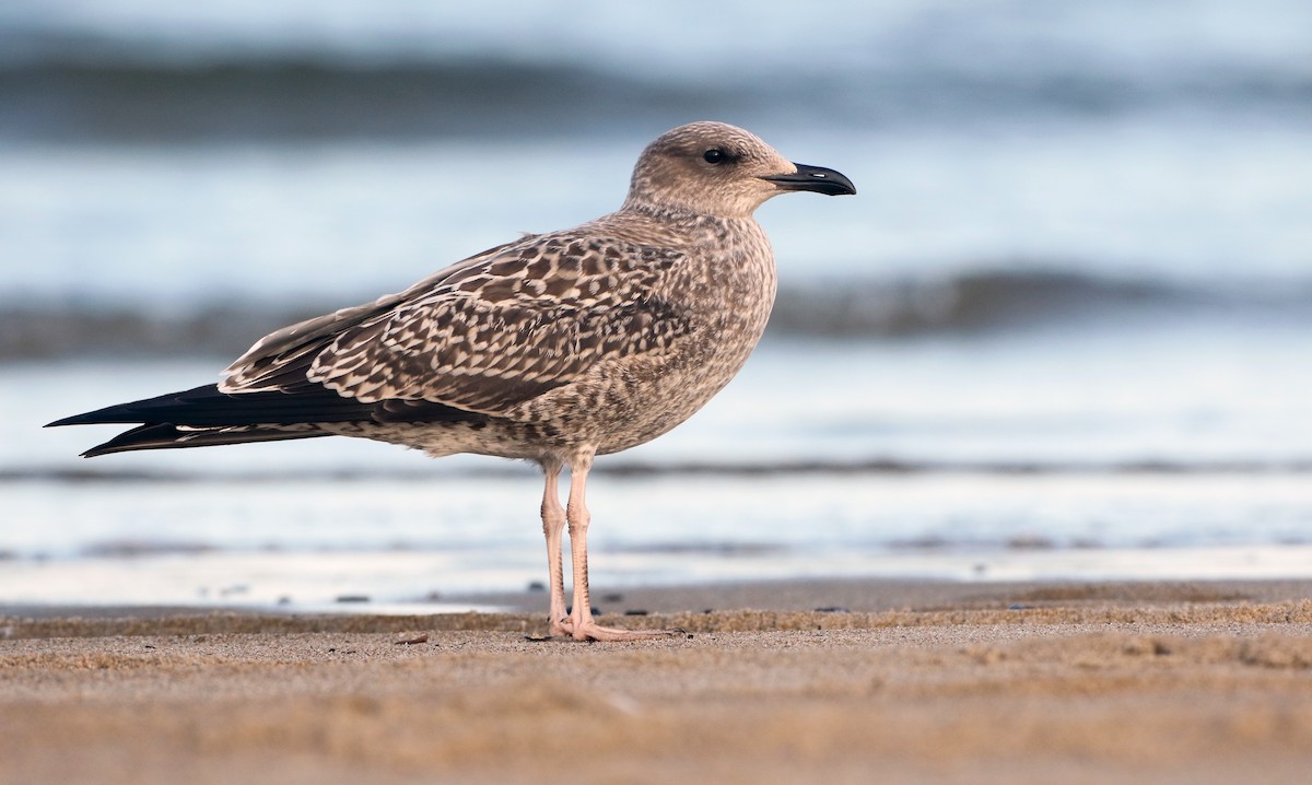 Lesser Black-backed Gull - ML262540061