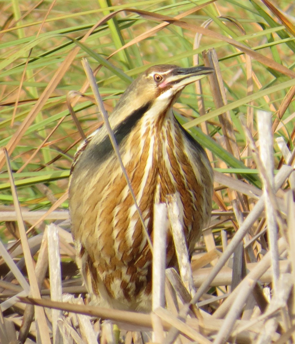 American Bittern - ML26254161