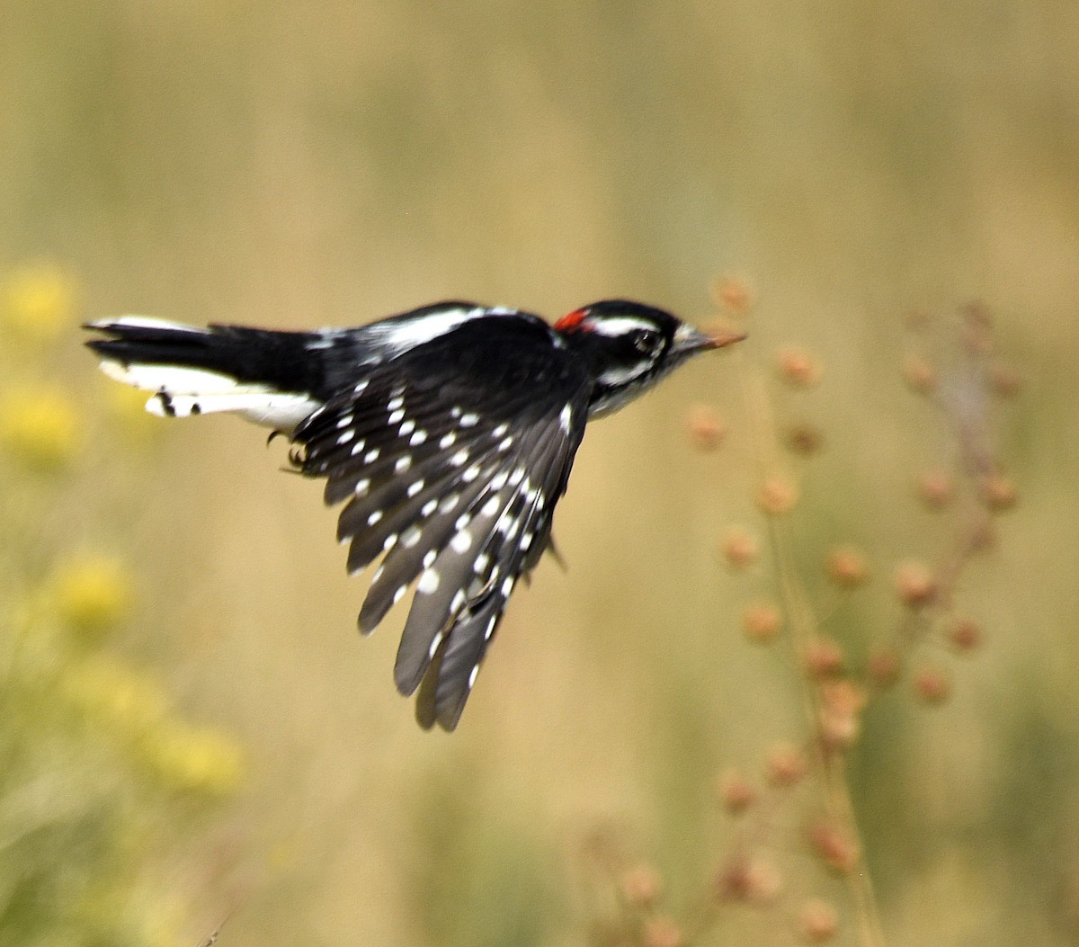 Downy x Hairy Woodpecker (hybrid) - ML262541681