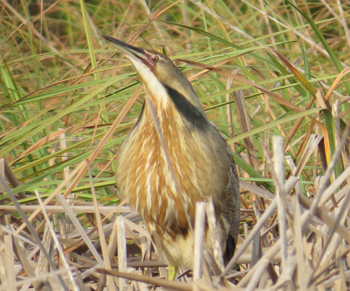 American Bittern - ML26254191