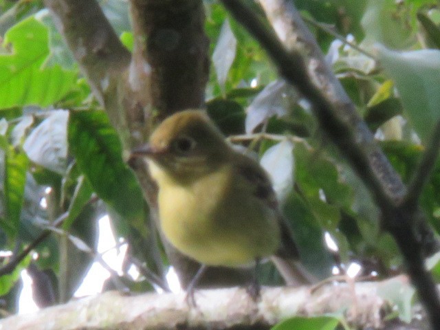 Yellowish Flycatcher - ML262542761