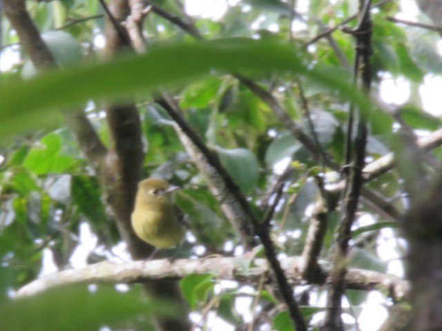 Yellowish Flycatcher - ML262542771