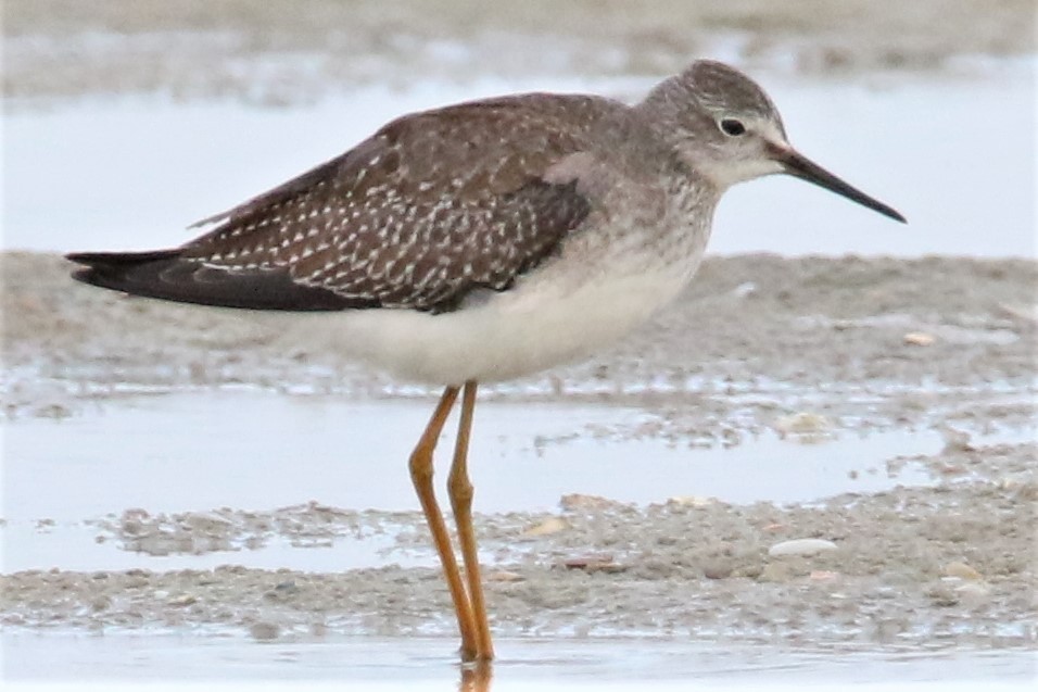 Lesser Yellowlegs - David Wilson