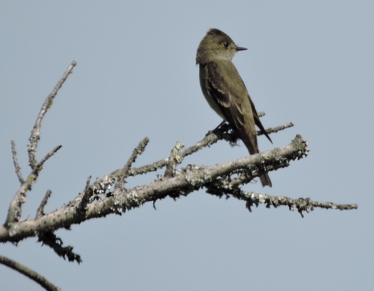Western Wood-Pewee - ML262545491