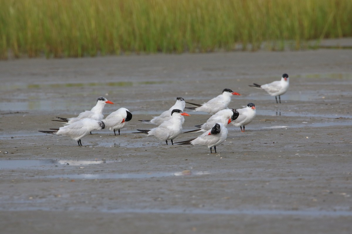 Caspian Tern - David Wilson