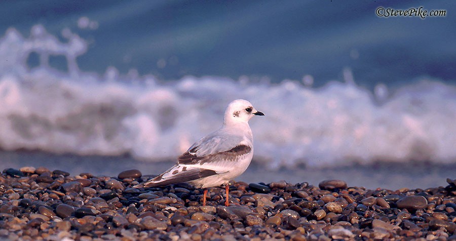 Mouette rosée - ML26254691