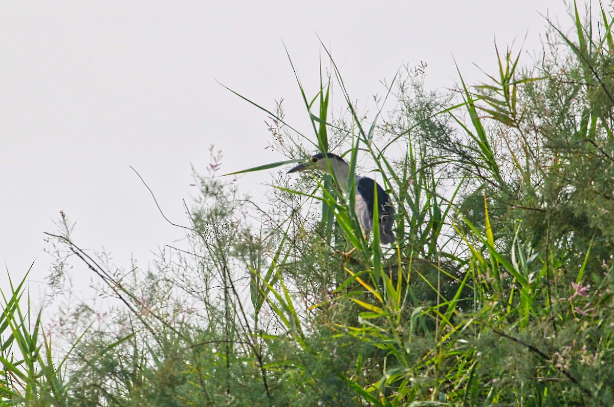 Black-crowned Night Heron - ML262547001