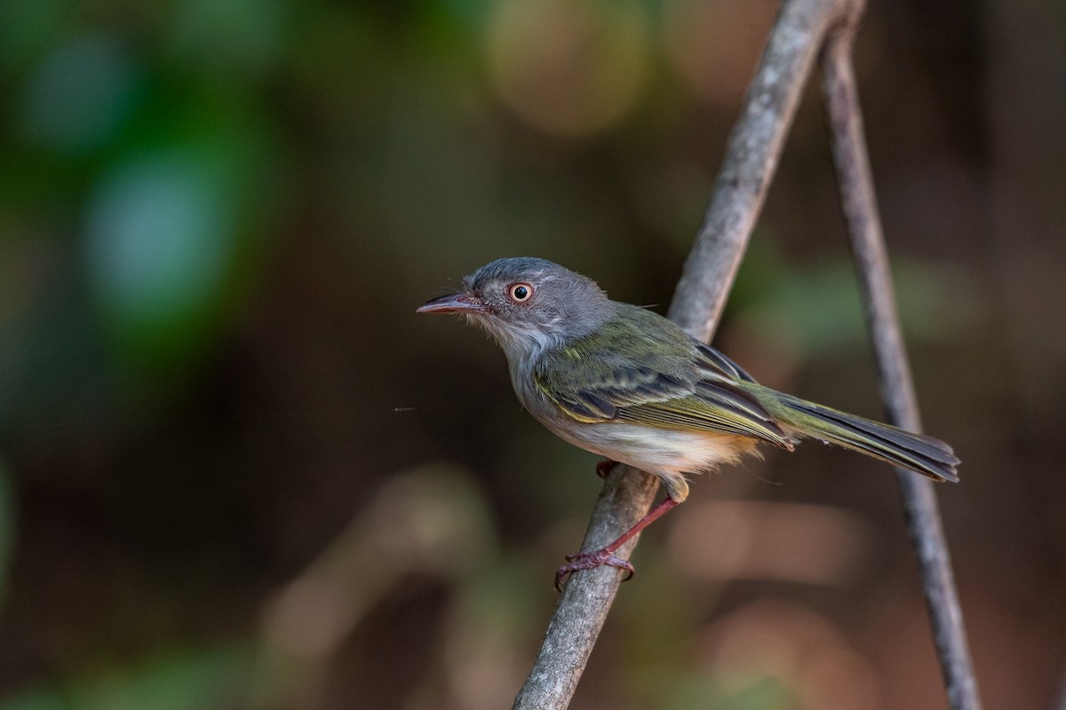 Pearly-vented Tody-Tyrant - Giovan Alex