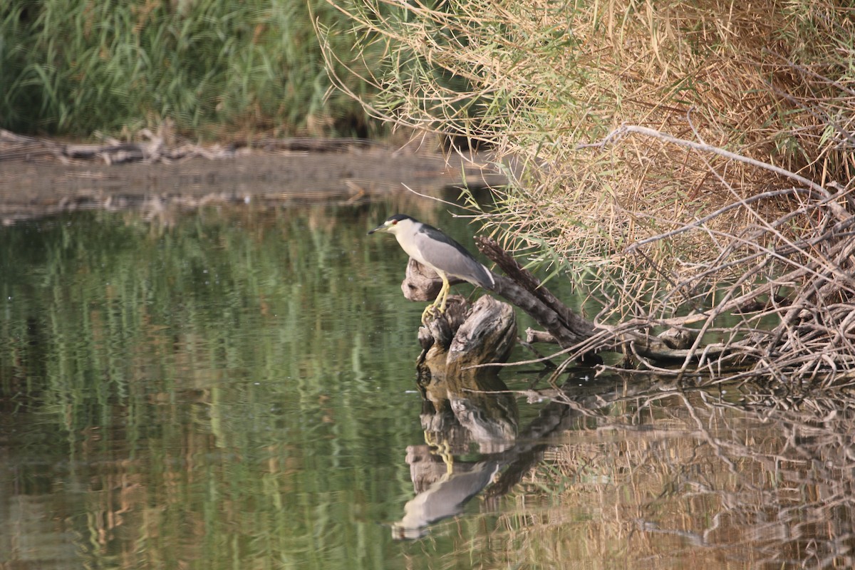 Black-crowned Night Heron - ML262547211