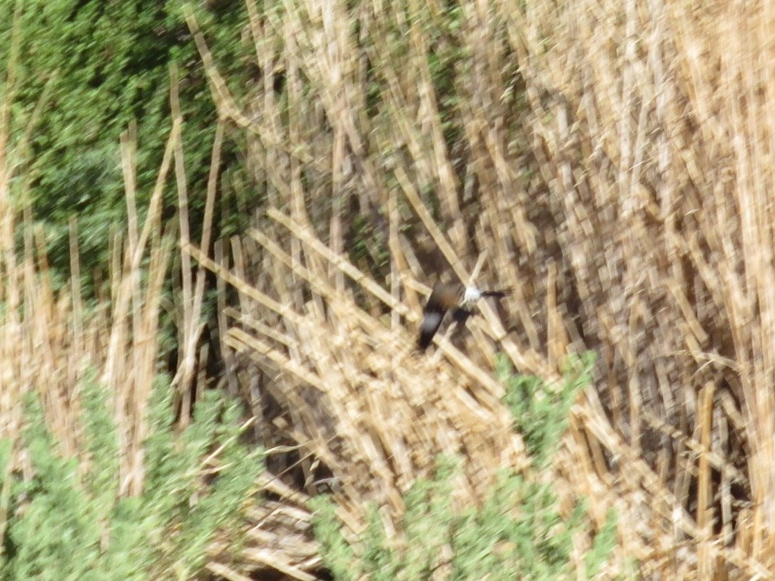White-banded Mockingbird - ML26254751