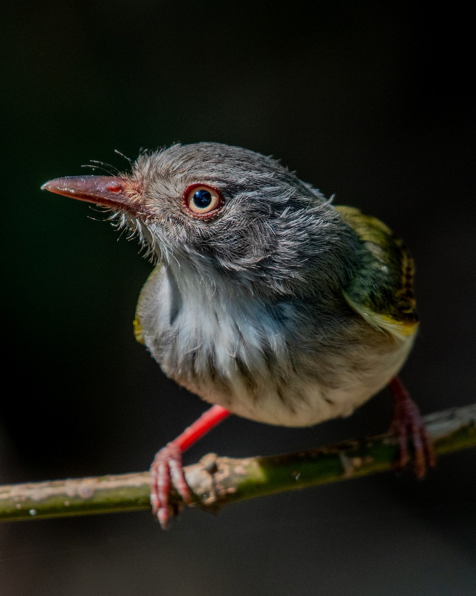 Pearly-vented Tody-Tyrant - Giovan Alex