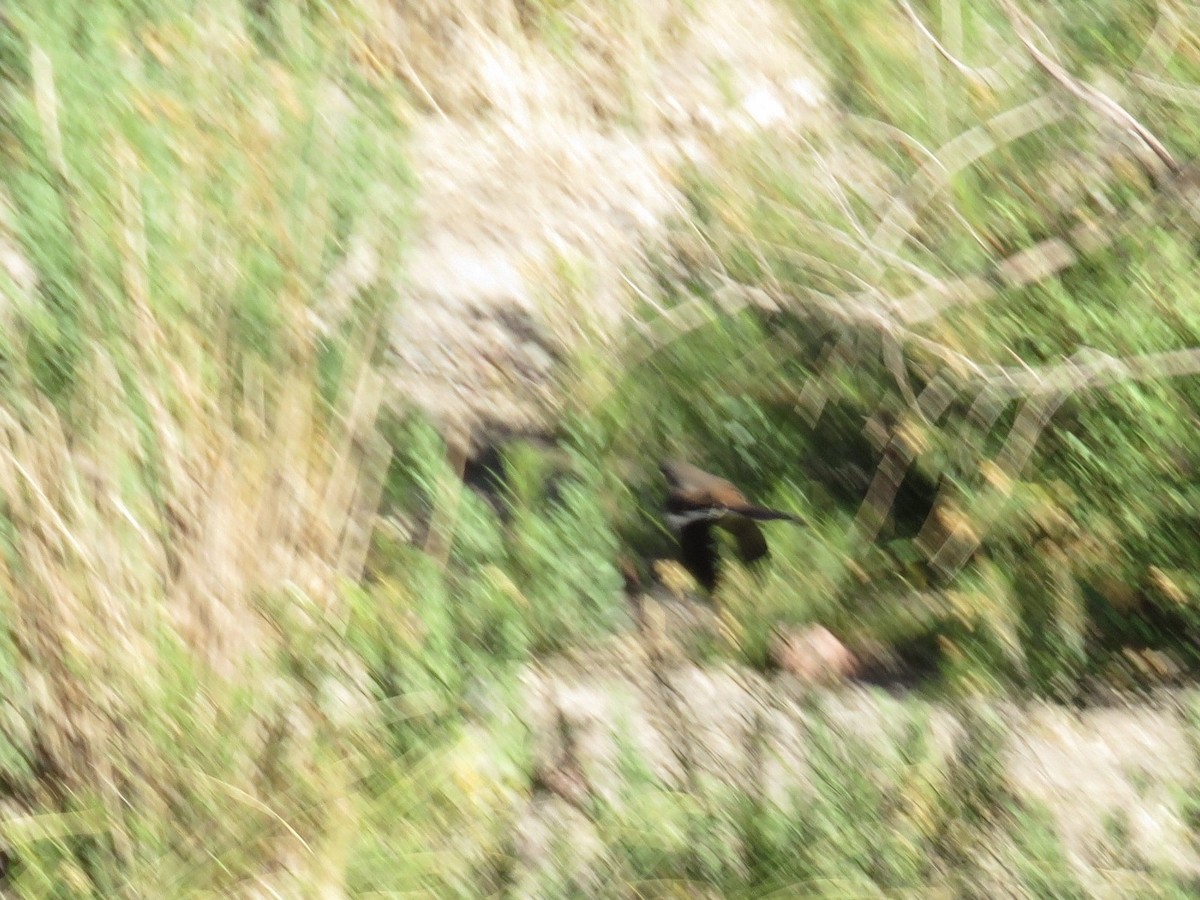 White-banded Mockingbird - ML26254771