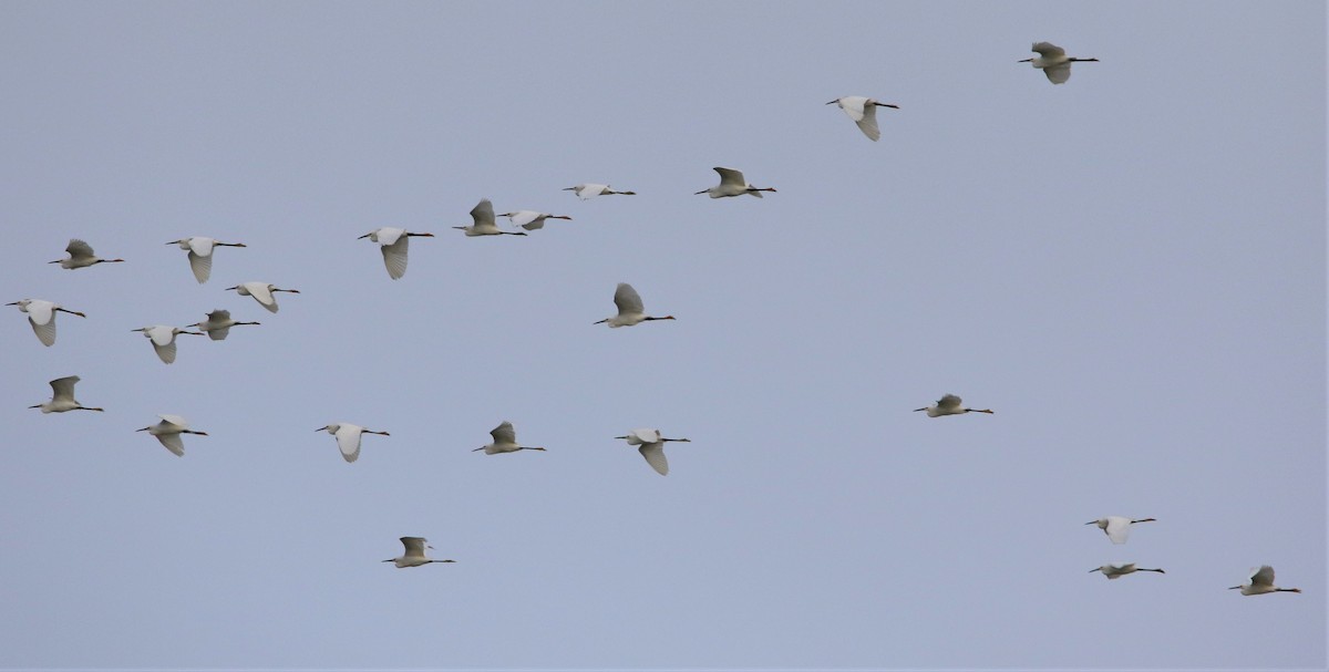 Snowy Egret - ML262547751