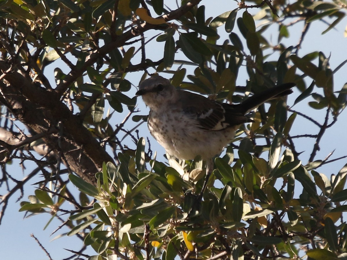 Northern Mockingbird - ML262547801