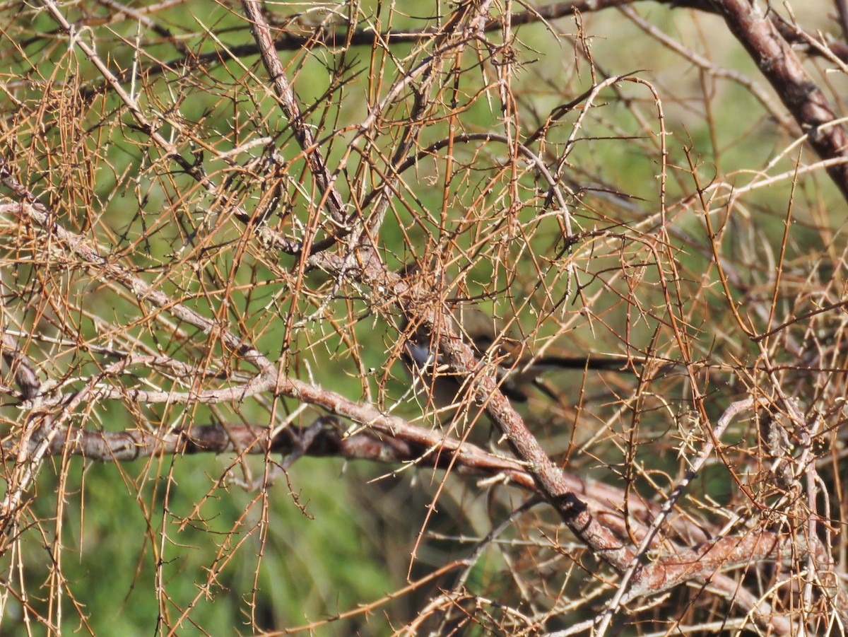 White-banded Mockingbird - ML26254781