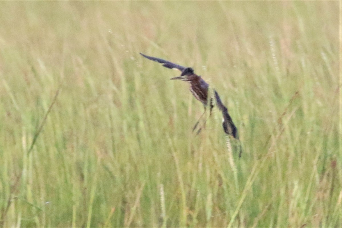 Green Heron - ML262548361