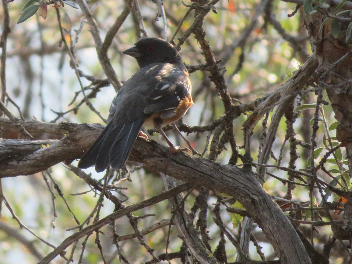 Spotted Towhee - ML262549211